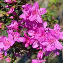 Purple azalea blossoms with green leaves and buds