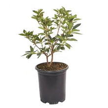 Azalea plant in black grow pot with green leaves and stems