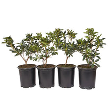Azalea plant in black grow pot with green foliage, 4-pack set