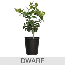 Dwarf lime tree plant with green leaves in a black plastic pot