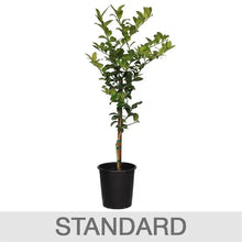 Standard lime tree plant with green leaves in a black plastic pot