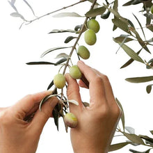Hands harvesting green olives from an olive tree branch