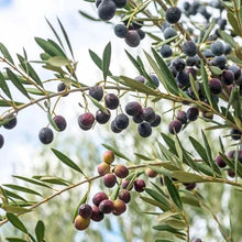 Olive tree branches with dark ripe olives and narrow green leaves