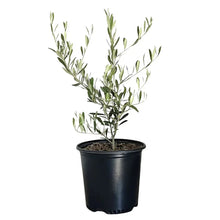 Potted fruiting olive tree with slender green leaves in a black pot