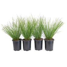 Lomandra Breeze grass, 4-pack with dark green blades in black pots