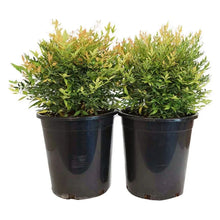 Nandina Gulfstream 2-pack: two potted shrubs in black nursery pots with green and yellow foliage