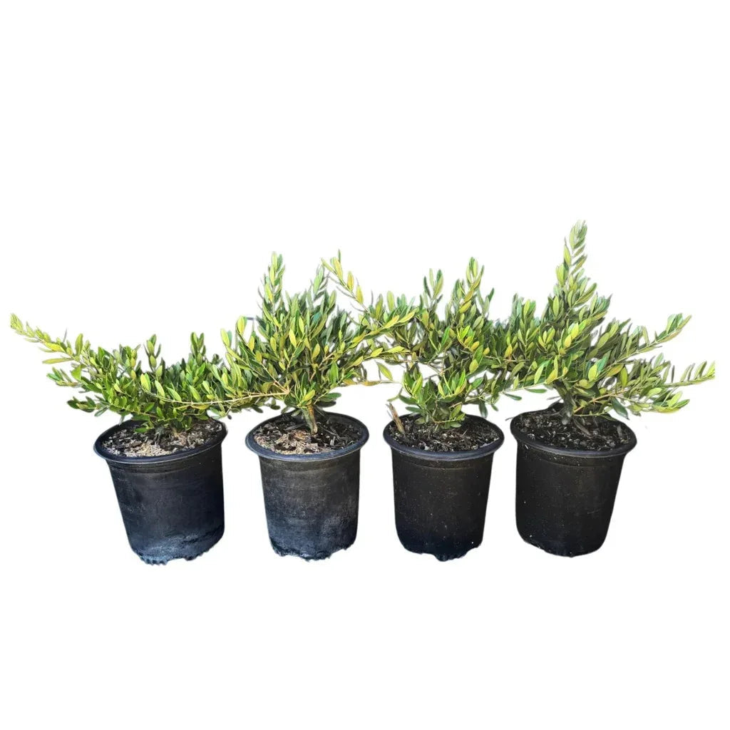 Alder & Oak Non-fruiting ‘Petite’ Olive, 4-pack