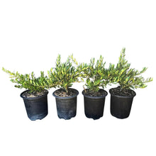 Four petite olive plants in black pots, dense green leaves