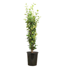 Potted star jasmine plant with vertical stake and green leaves