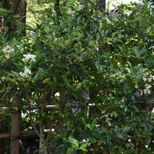 Wax-leaf privet shrub with green leaves and white flower clusters in garden