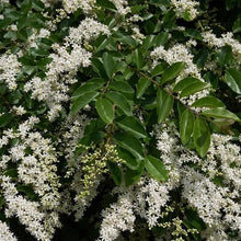 Wax-leaf privet branch with dark green leaves and clusters of white flowers