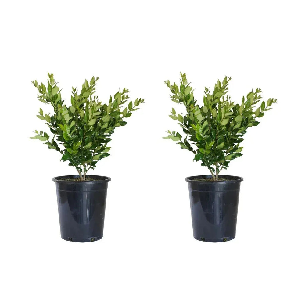 Alder & Oak Wax-Leaf Privet, 2-pack - USA MEGA SHOP
