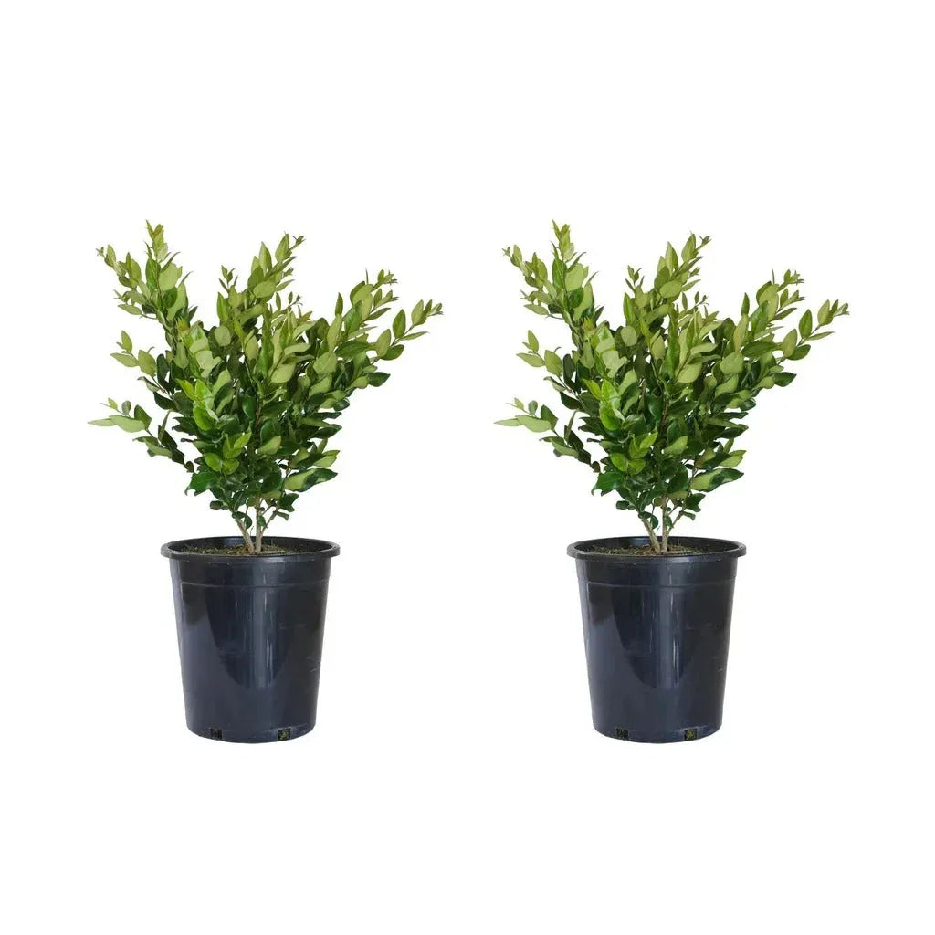 Alder & Oak Wax-Leaf Privet, 2-pack - USA MEGA SHOP