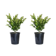 Wax-leaf privet shrub in black pot, two-pack with green leaves
