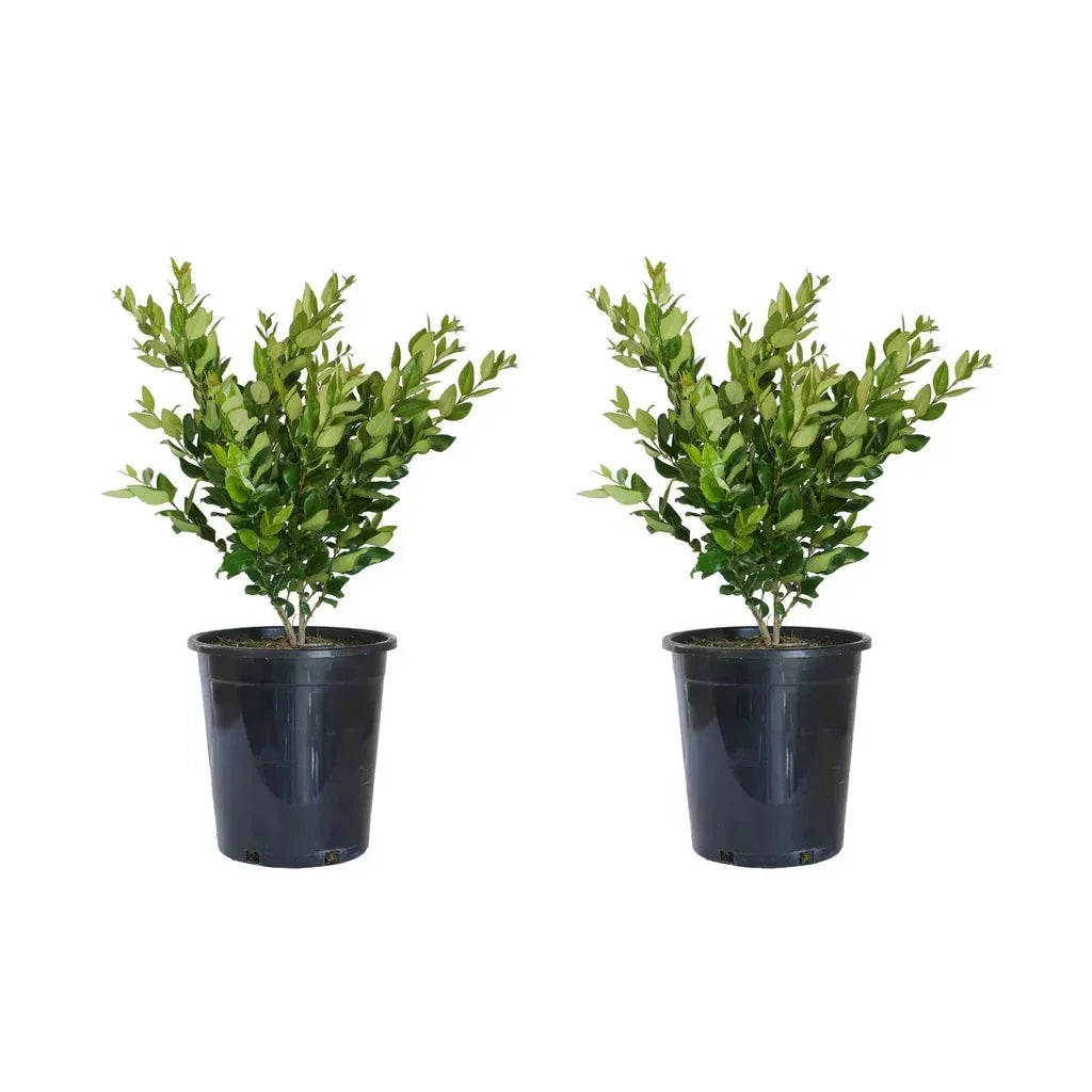 Alder & Oak Wax-Leaf Privet, 2-pack