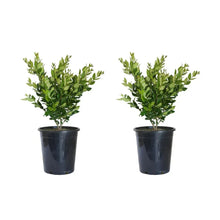 Wax-leaf privet 2-pack plants in dark plastic pots with green leaves