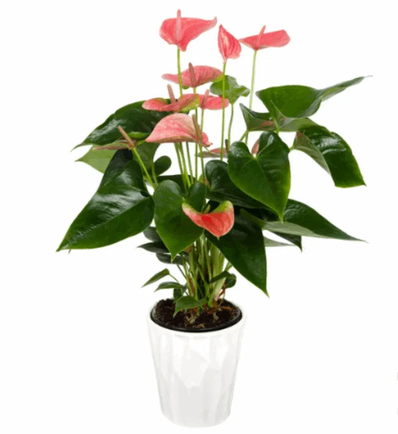 Anthurium in Ceramic Pot - USA MEGA SHOP