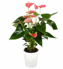 Anthurium plant in white ceramic pot with red heart-shaped blooms