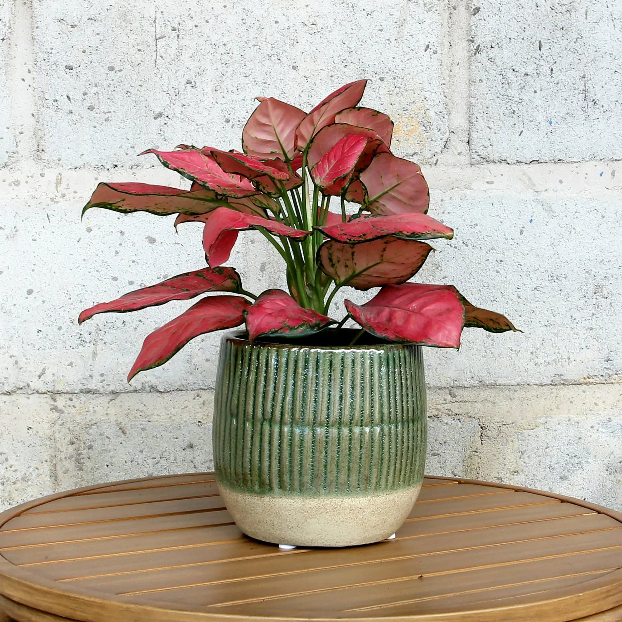 Better Homes and Gardens 6" Green Sable Planter