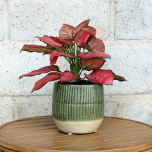 Green ridged 6 in planter holding pink and red flowers, with speckled light base