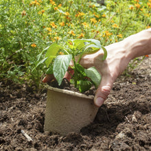 Hands placing a beige seed starting pot into outdoor soil