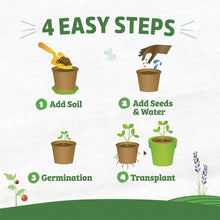 Seed starting instructions infographic with four step icons and pots