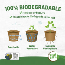 Biodegradable seed starting pots set of three brown fiber cups with green sprouts