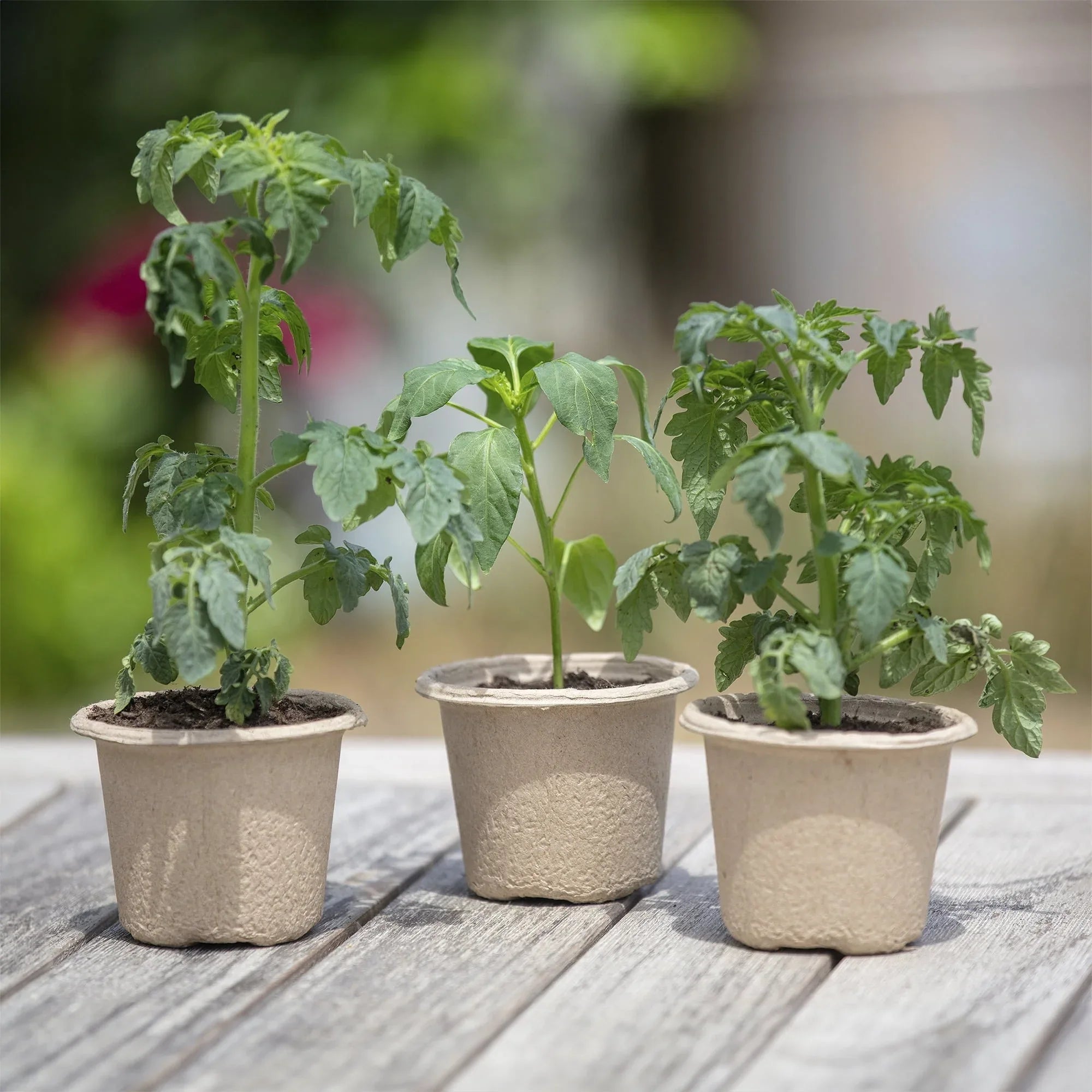 Back to the Roots 4.25" Organic Biodegradable Seed Starting Pots, Plantable Fiber (8 Pack)