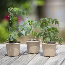 Three beige biodegradable seed pots with small leafy seedlings