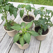 Four beige seed pots holding leafy seedlings on a wooden surface