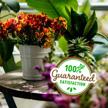 Potted flowers with a green 100% satisfaction guarantee badge