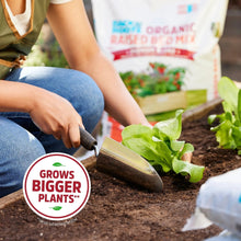 Organic raised bed mix application: gardener hand raking soil around young plants