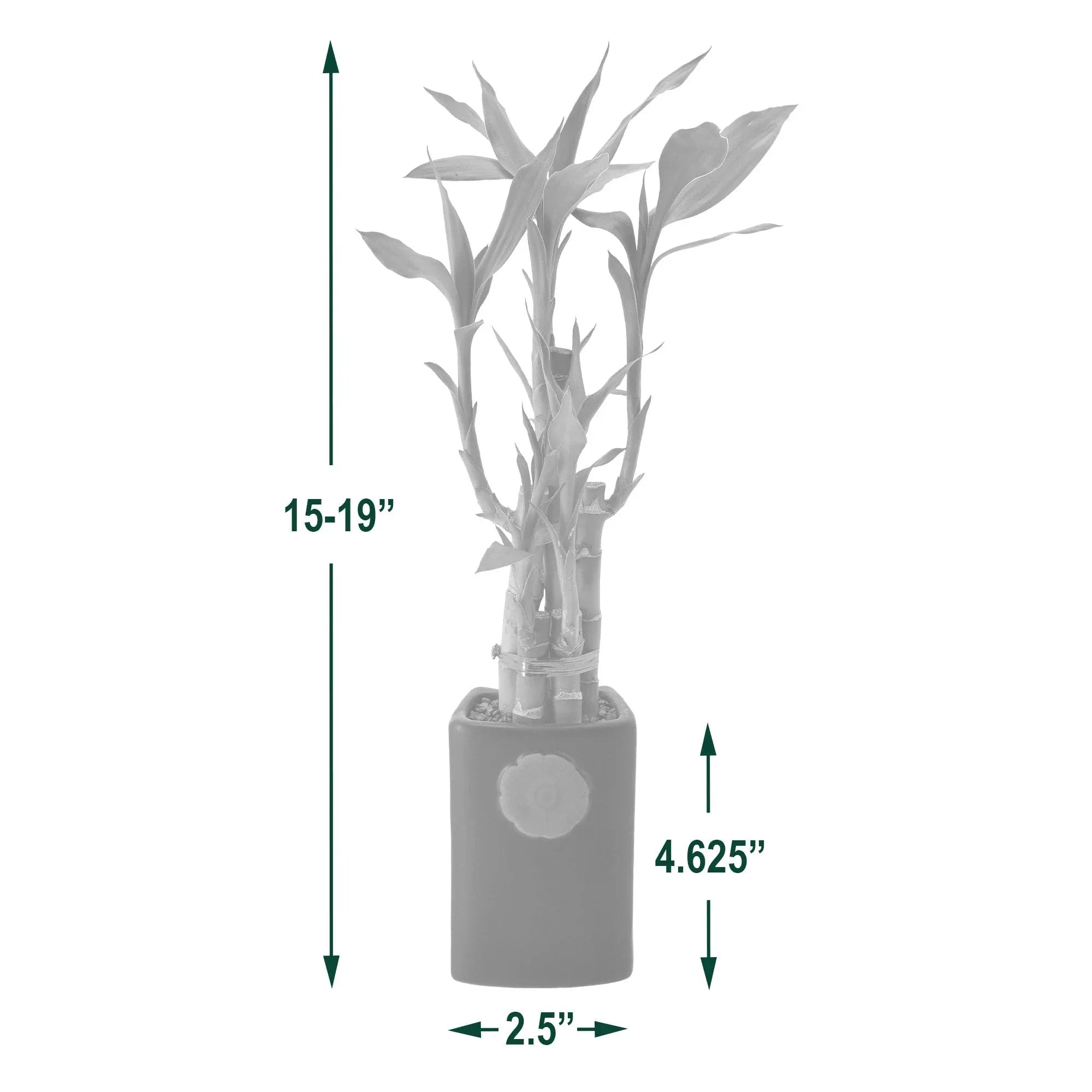 Bamboo Plant Collection - USA MEGA SHOP