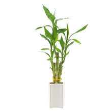Green bamboo plant with multiple canes in white square-cut cylindrical pot