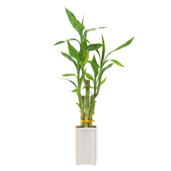 Bamboo Plant Collection - USA MEGA SHOP