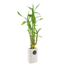 Green bamboo plant in white pot with dark brown emblem and layered canes
