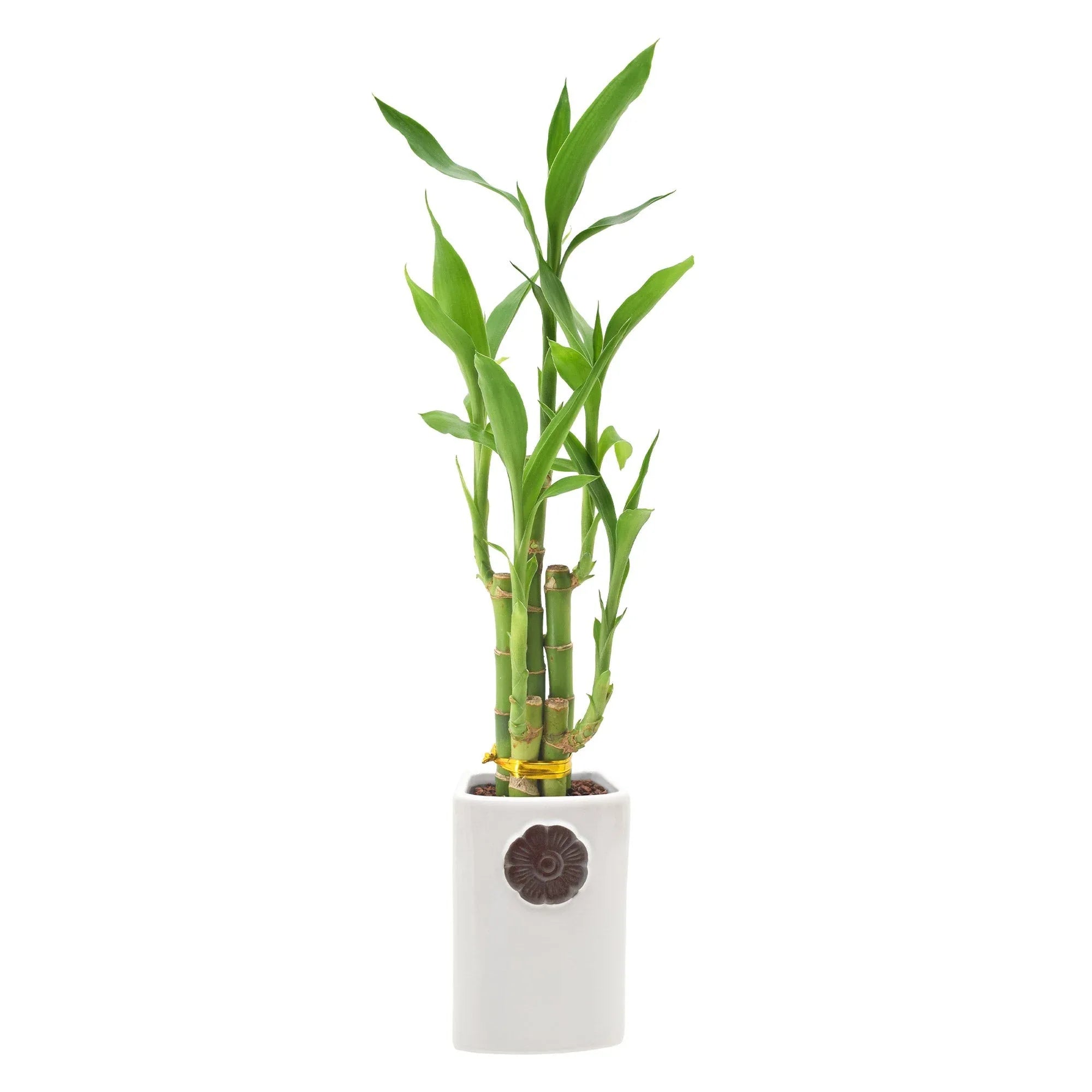 Bamboo Plant Collection - USA MEGA SHOP