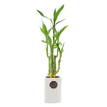Green bamboo plant in white cylindrical pot with brown decorative seal