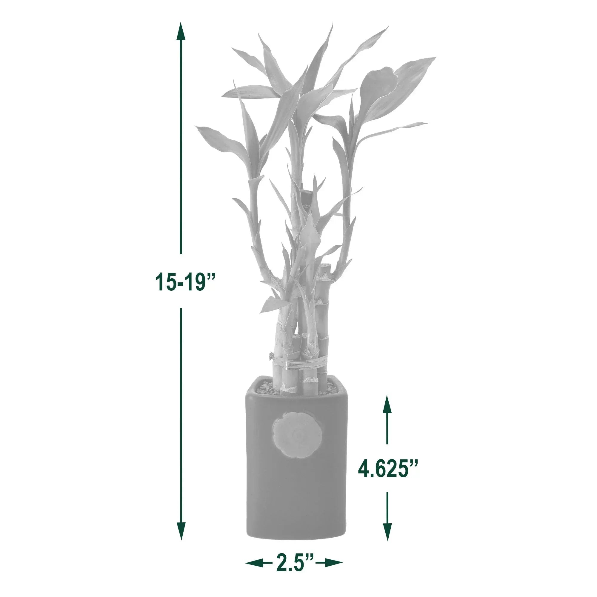Bamboo Plant Collection