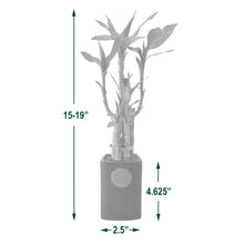 Bamboo plant in pot: 15–19 in tall, 2.5 in diameter, 4.625 in pot height