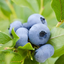 Blueberries on green leaves, close-up view of ripe fruit