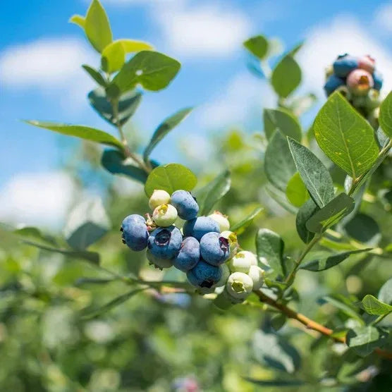 Berry Bush Collection, 3-pack