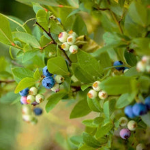 Blueberry bushes with blue berries and white blossoms on leafy stems
