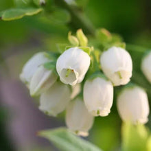 Blueberry flower cluster with small white blossoms and green leaves
