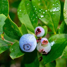 Fresh blueberries on green foliage, close-up with water droplets