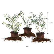 3-pack blueberry bushes in pots, height 14 in and width 8 in shown