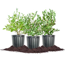 Three potted blueberry bushes with dark pots and green leaves, set on soil