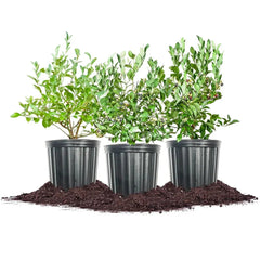 Berry Bush Collection, 3-pack
