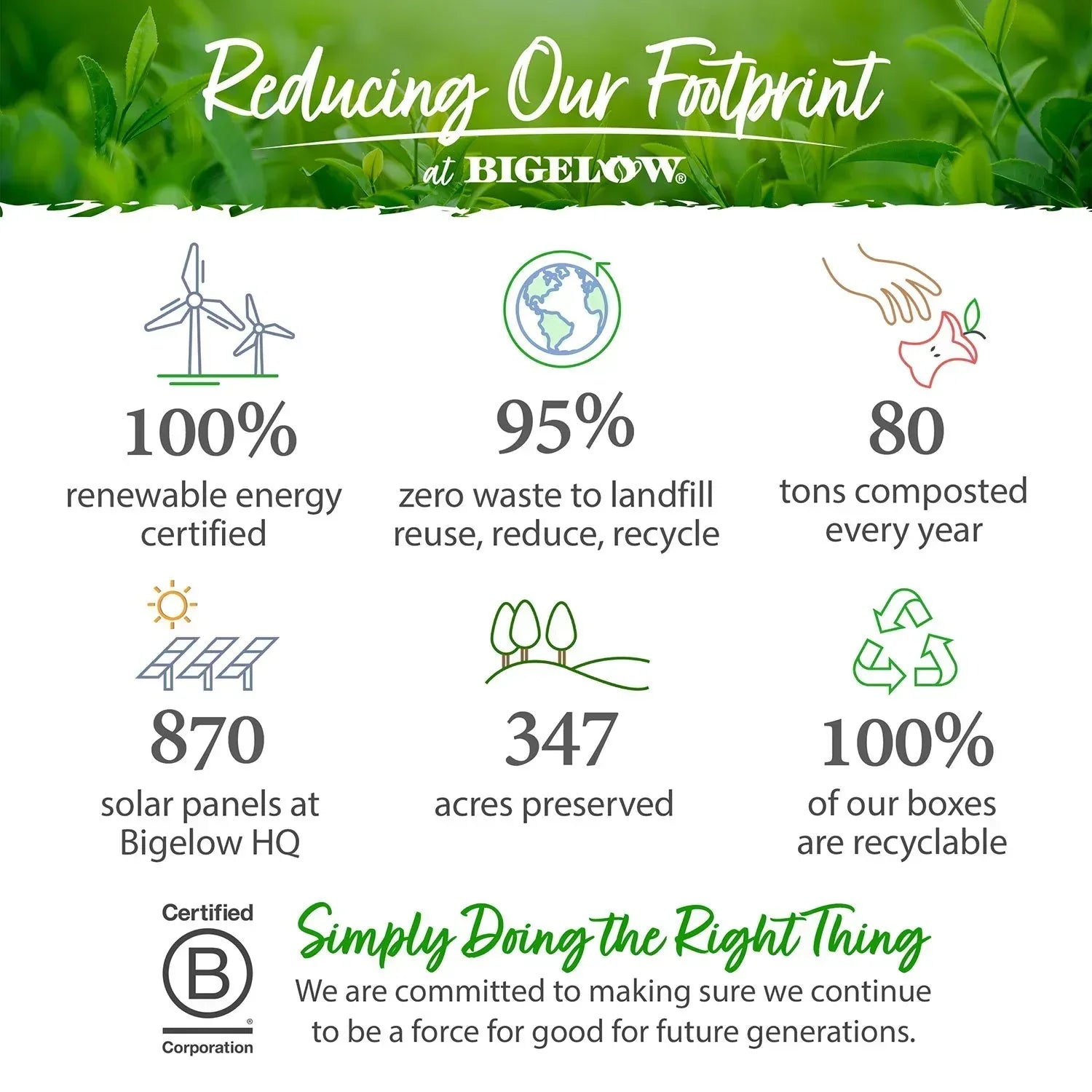 Bigelow Premium Organic Green Tea 160 ct.