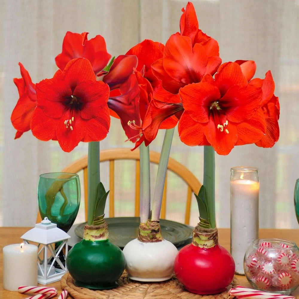 Bloomaker Holiday Trio Waxed Amaryllis, No Water Needed - USA MEGA SHOP